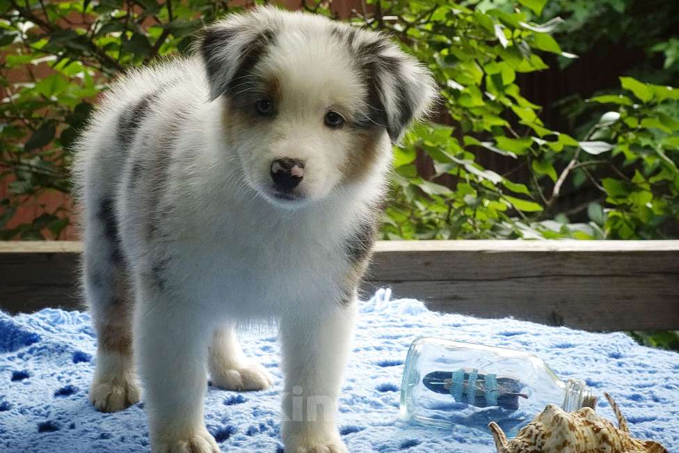 Собаки в Ростове-на-Дону: Щенки австралийской овчарки Мальчик, 60 000 руб. - фото 5