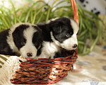 Собаки в Санкт-Петербурге: Бордер колли, щенки рожд. 26.06.23 Мальчик, Бесплатно - фото 2