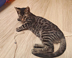 Кошки в Москве: Марсик , маленький полосатый котик-подросток, который очень ждёт своего человека Мальчик, Бесплатно - фото 1