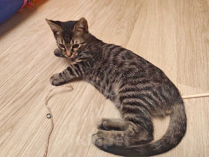 Кошки в Москве: Марсик , маленький полосатый котик-подросток, который очень ждёт своего человека Мальчик, Бесплатно - фото 1