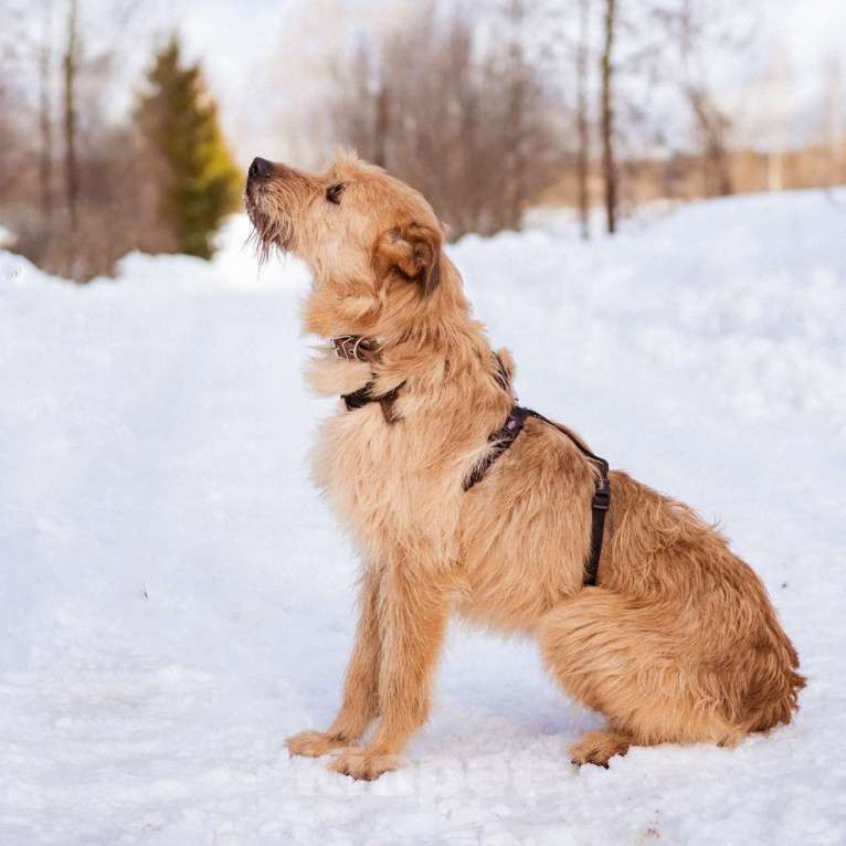 Собаки в Москве: Собака-компаньон Девочка, Бесплатно - фото 9