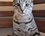 Кошки в Санкт-Петербурге: Ласковый, трогательный котенок-подросток Родни в добрые руки Мальчик, 10 руб. - фото 1