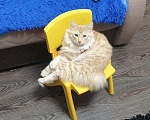 Кошки в Находке: Курильский Бобтейл Вязка, 10 204 руб. - фото 4