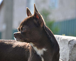 Собаки в Липецке: Чихуахуа кобель шоколад 2,5 кг на вязку Мальчик, 100 руб. - фото 3