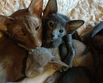 Кошки в Бологом: Ориентальные котята, 25 000 руб. - фото 8