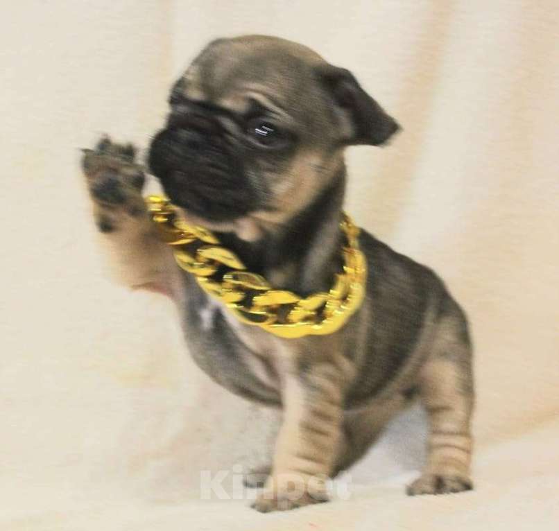 Собаки в Москве: Очаровательная девочка Девочка, 130 000 руб. - фото 7