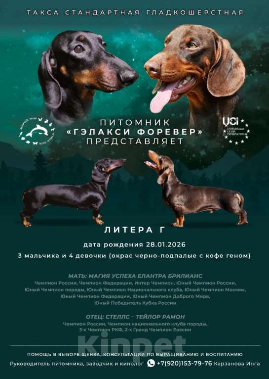 Собаки в Твери: Щенки таксы стандарт Девочка, 50 000 руб. - фото 2