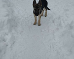 Собаки в Мытищах: Восточноевропейская овчарка, щенок Девочка, 10 000 руб. - фото 1