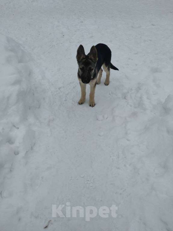 Собаки в Мытищах: Восточноевропейская овчарка, щенок Девочка, 10 000 руб. - фото 1