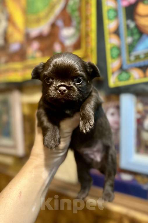 Собаки в Ростове-на-Дону: Чихуахуа Девочка, 50 000 руб. - фото 3