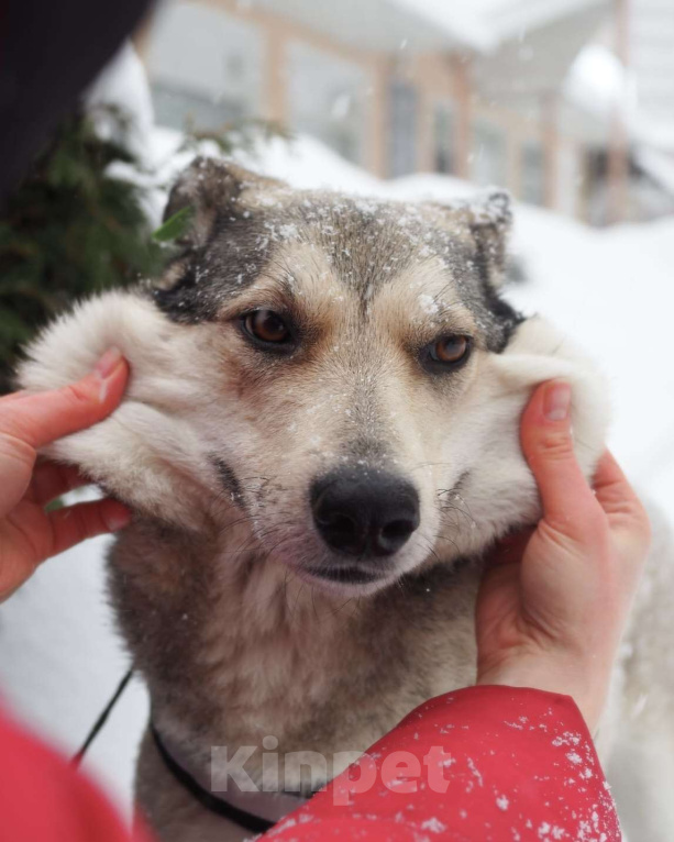 Собаки в Москве: Собака, пережившая ад Девочка, Бесплатно - фото 1