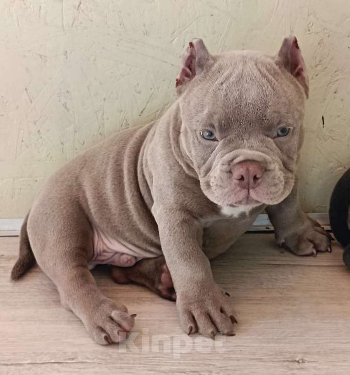 Собаки в Москве: Супер Американский Булли Микро Мальчик, 90 000 руб. - фото 6
