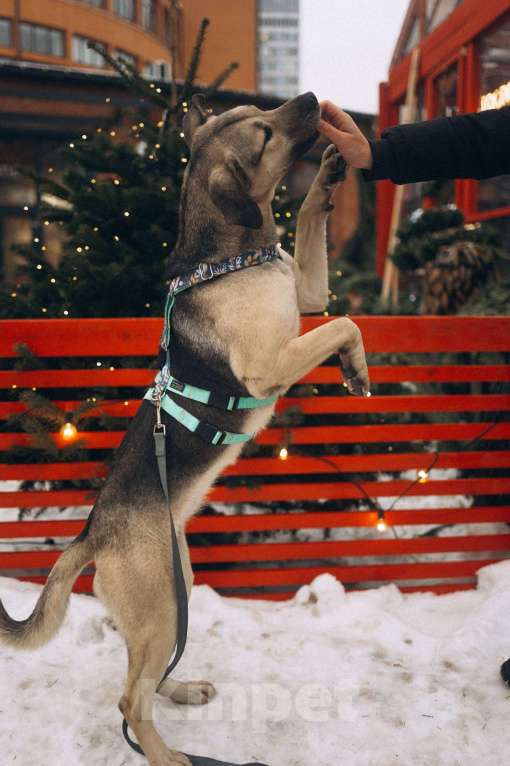 Собаки в Москве: Мечтательная леди Эс в поиске семьи  Девочка, Бесплатно - фото 5