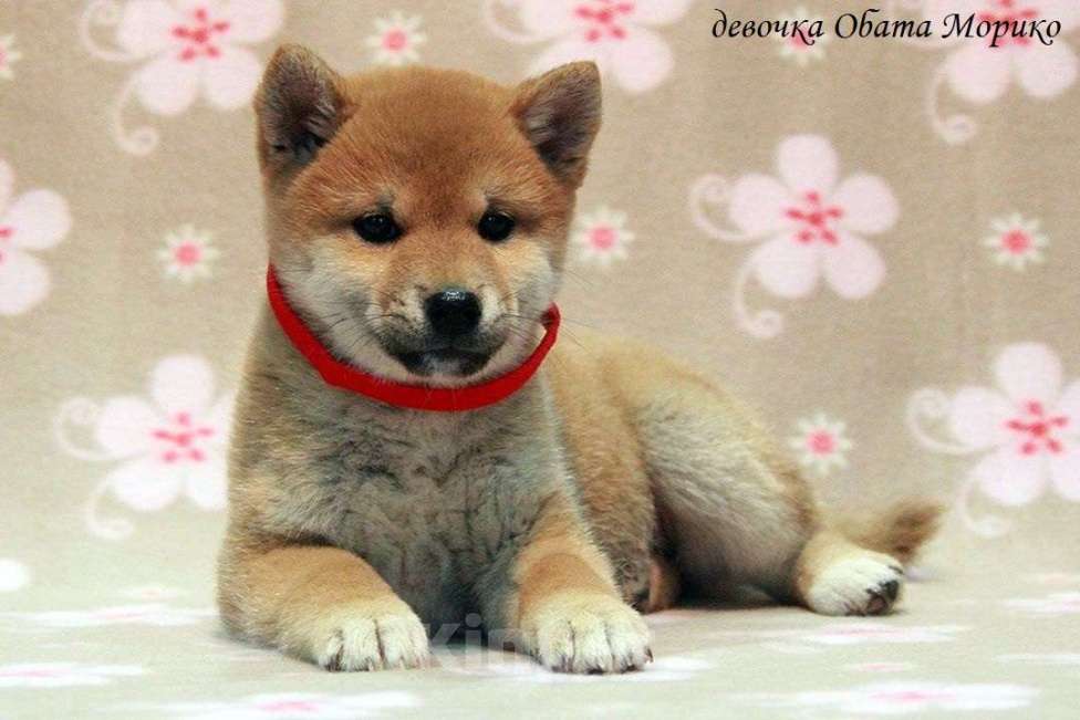 Собаки в Москве: щенки сиба ину (шиба ину) Мальчик, 30 000 руб. - фото 8