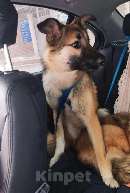 Собаки в Балашихе: замечательный пес ,которого никто не замечает Мальчик, 10 руб. - фото 2