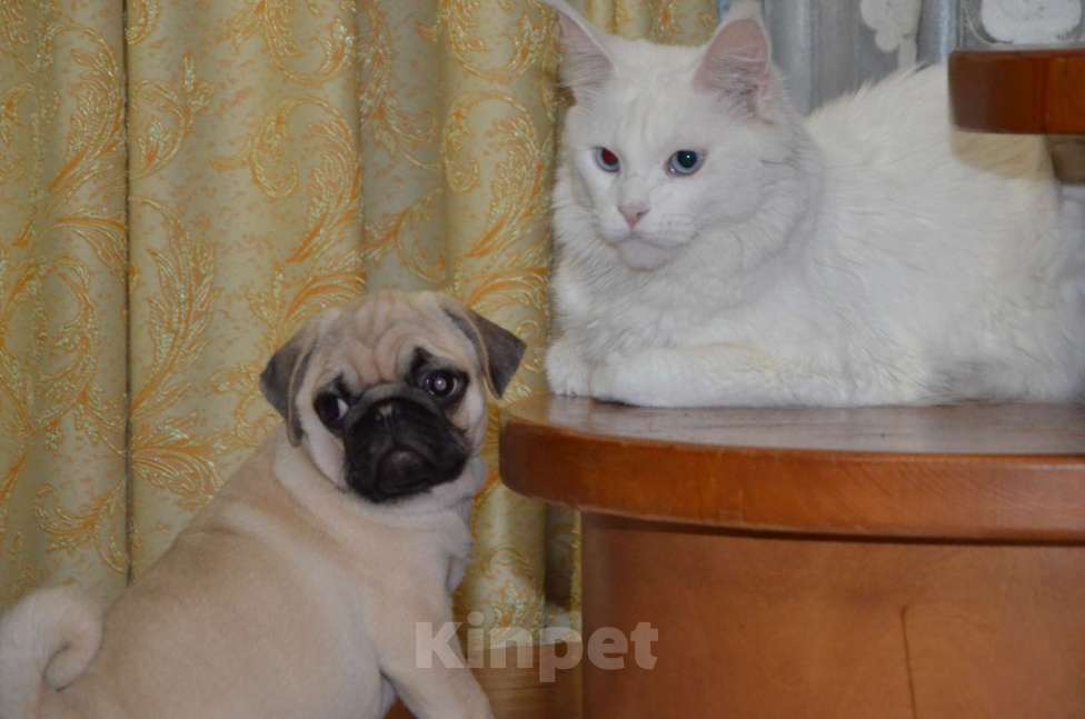 Собаки в Твери: Малышка мопса Девочка, 35 000 руб. - фото 6