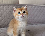 Кошки в Тюмени: Котята Британская золотая шиншилла Мальчик, 40 000 руб. - фото 7