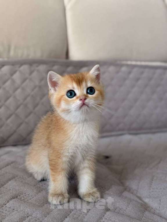 Кошки в Тюмени: Котята Британская золотая шиншилла Мальчик, 40 000 руб. - фото 7