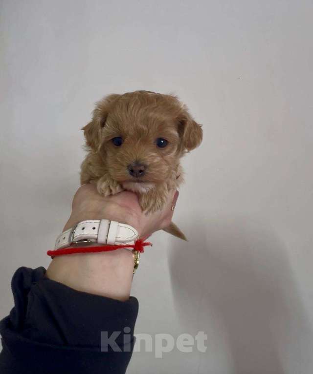 Собаки в Смоленске: мальтипу Девочка, 110 000 руб. - фото 1