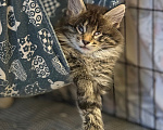 Кошки в Санкт-Петербурге: Котенок Чарльз Мальчик, Бесплатно - фото 5