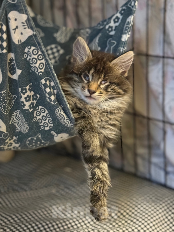 Кошки в Санкт-Петербурге: Котенок Чарльз Мальчик, Бесплатно - фото 5