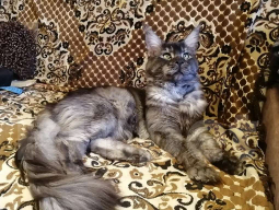 Кошки в Калуге: Котята майн-кун Девочка, 18 000 руб. - фото 2