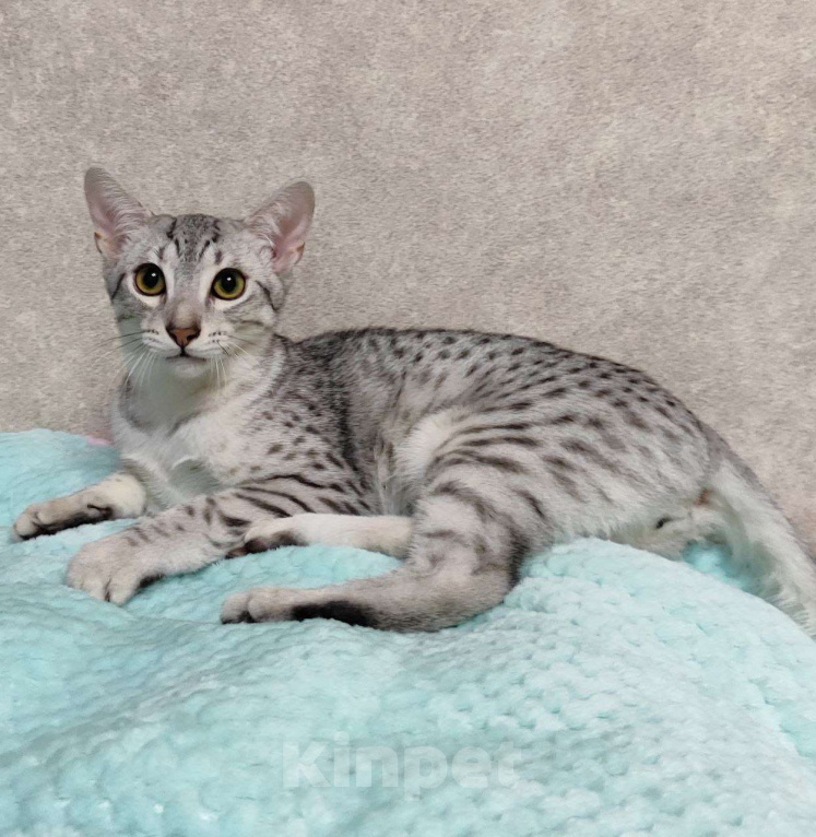 Кошки в Санкт-Петербурге: Котик редкой породы Египетская мау  Мальчик, Бесплатно - фото 3