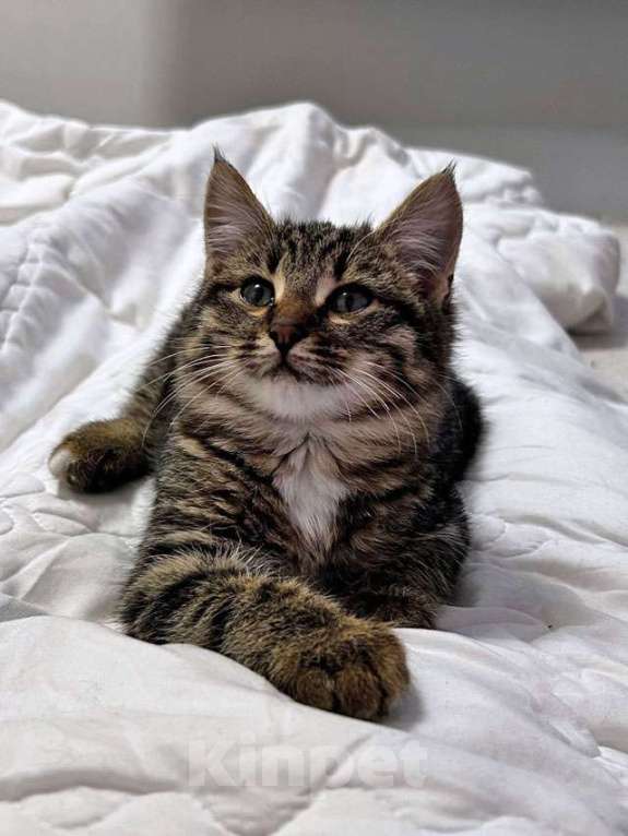 Кошки в Москве: Солнечный добрый котенок Васенька ищет семью Мальчик, 10 руб. - фото 5