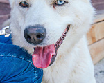 Собаки в Москве: Алтай в поисках своей семьи  Мальчик, Бесплатно - фото 2