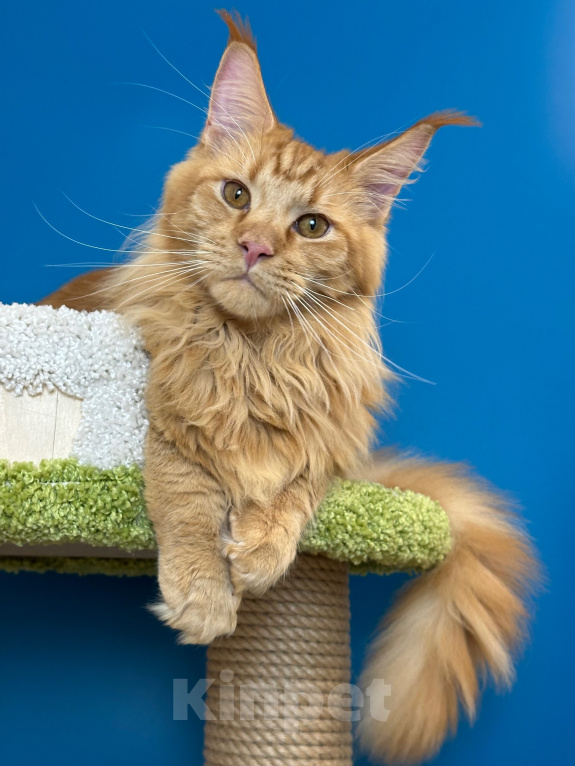 Кошки в Дедовске: Красное большое счастье😻 Мальчик, 100 000 руб. - фото 7
