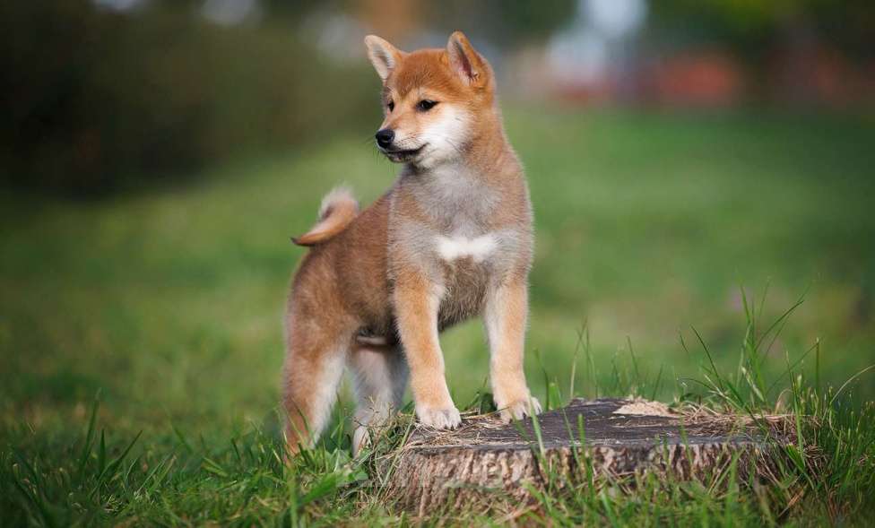 Собаки в Москве: Сиба ину мальчик очень ласковый  Мальчик, 60 000 руб. - фото 2