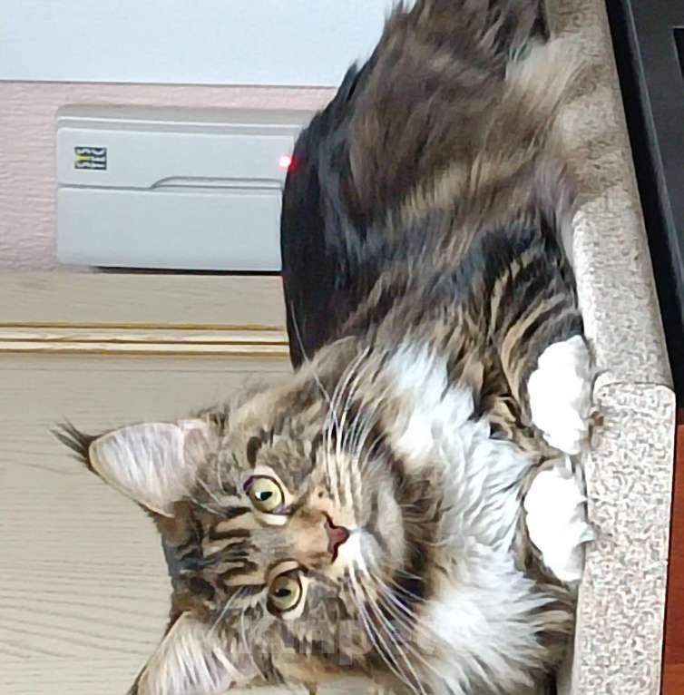 Кошки в Новосибирске: Мейкун приглашает на вязку Мальчик, 20 000 руб. - фото 6