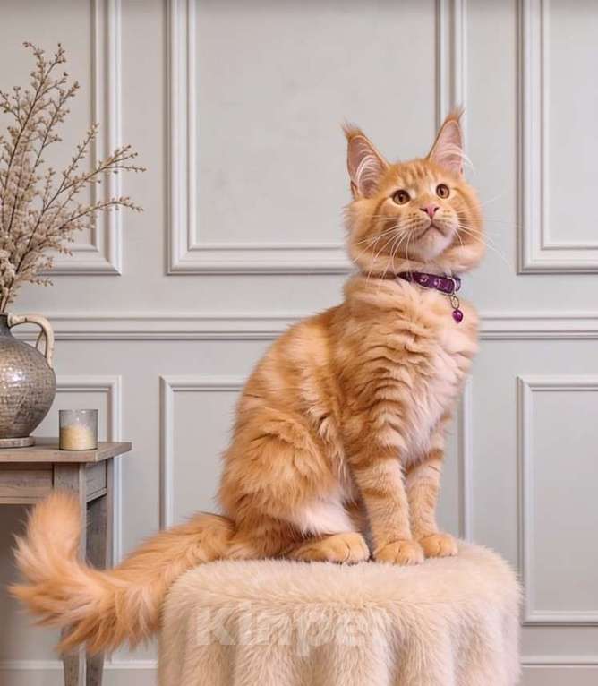 Кошки в Ульяновске: Мейн-кун котенок Девочка, 50 000 руб. - фото 1