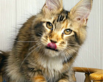 Кошки в Мытищах: Котенок Мейн кун Девочка, 40 000 руб. - фото 1