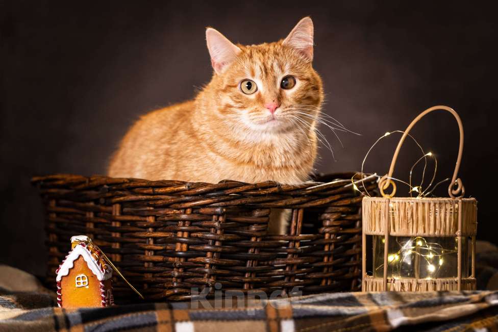 Кошки в Клине: Ханни — очаровательная кошечка Девочка, Бесплатно - фото 4