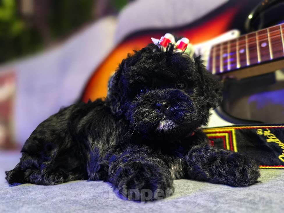 Собаки в Москве: Кавапу, щенок Девочка, 65 000 руб. - фото 1