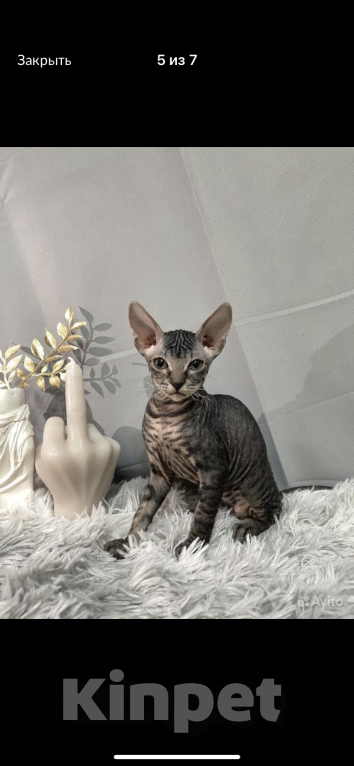 Кошки в Люберцах: Котята с документами  Девочка, 20 000 руб. - фото 3