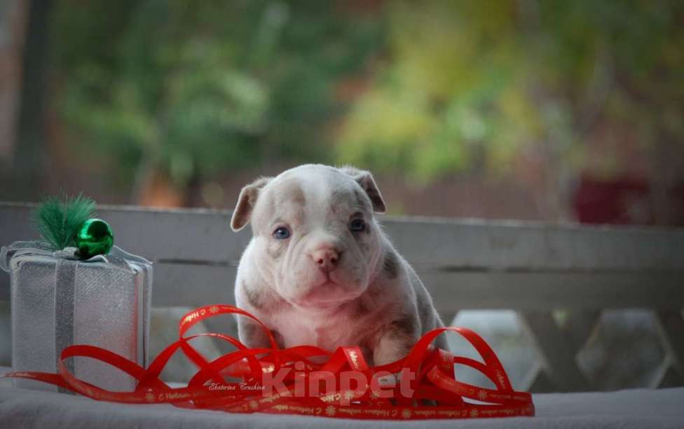 Собаки в Балашихе: Щенок американского булли Девочка, 180 000 руб. - фото 2