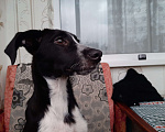Собаки в Ялте: Девочка ищет дом  Девочка, Бесплатно - фото 3