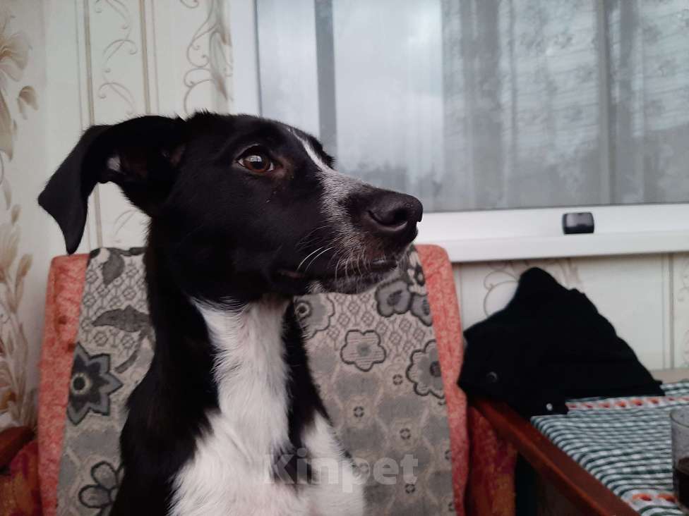 Собаки в Ялте: Девочка ищет дом  Девочка, Бесплатно - фото 3