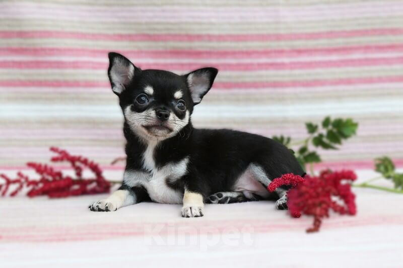 Собаки в Люберцах: Чихуахуа щенок продажа Мальчик, 35 000 руб. - фото 1