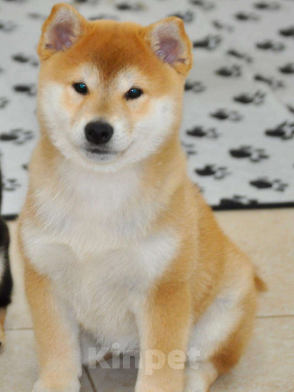 Собаки в Москве: Сиба-ину, 3 месяца Девочка, 100 000 руб. - фото 1