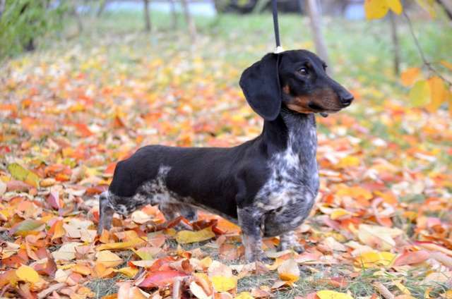 Собаки в Тольятти: Вязка Мальчик, 15 000 руб. - фото 2