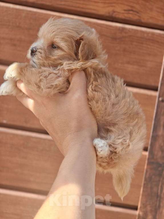 Собаки в Москве: Мальтипу девочка мини Девочка, 160 000 руб. - фото 5