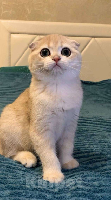 Кошки в Москве: Фея Девочка, 60 000 руб. - фото 2