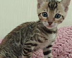 Кошки в других городах Свердловской области: Бенгальский котёнок Мальчик, Бесплатно - фото 1