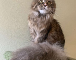 Кошки в Санкт-Петербурге: Yagoza Perfect Lynx Девочка, 25 000 руб. - фото 6