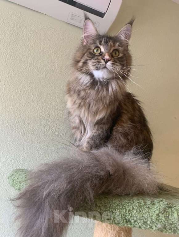 Кошки в Санкт-Петербурге: Yagoza Perfect Lynx Девочка, 25 000 руб. - фото 6