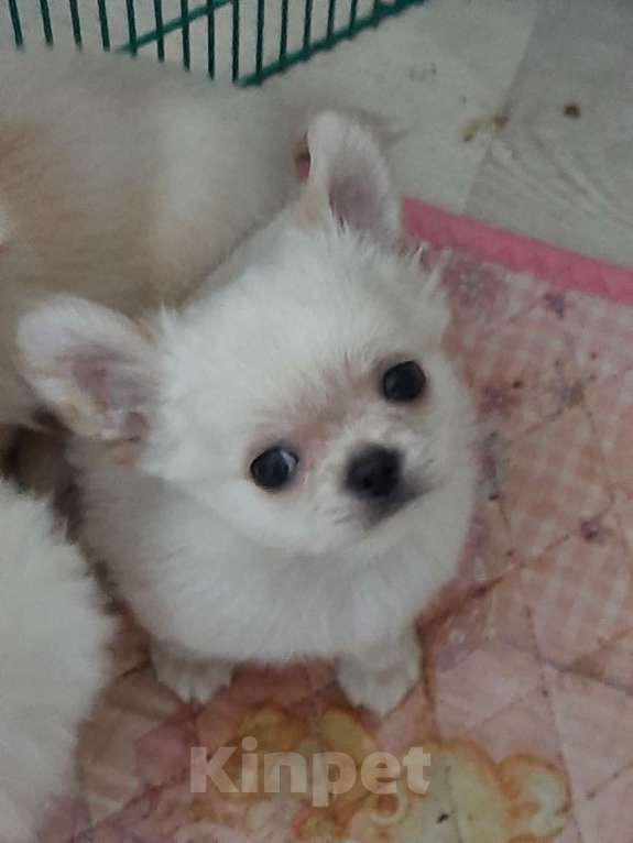 Собаки в Москве: красивые мальчики чихуахуа Мальчик, 15 000 руб. - фото 6