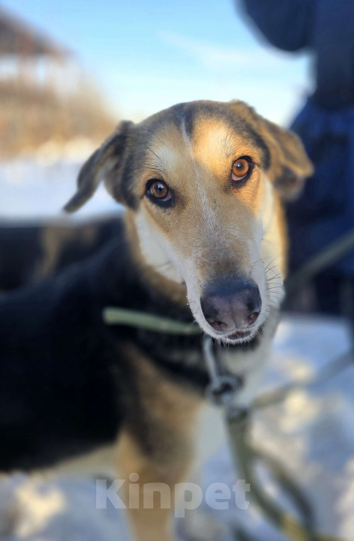 Собаки в Королеве: Нежная Лаура ждет свою семью Девочка, Бесплатно - фото 2